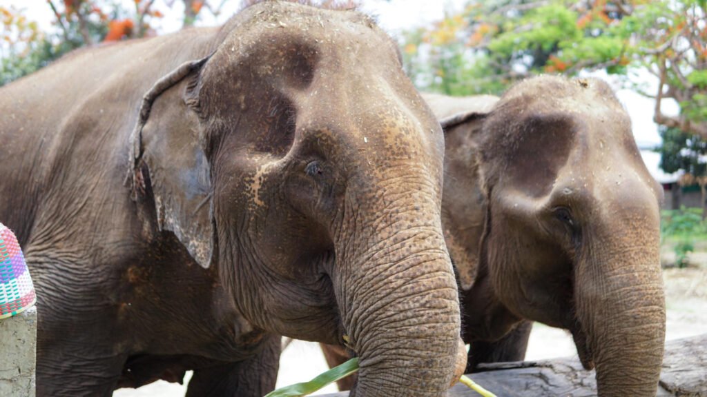 Elephant Sanctuary