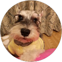 zhuoting Ying profile picture
