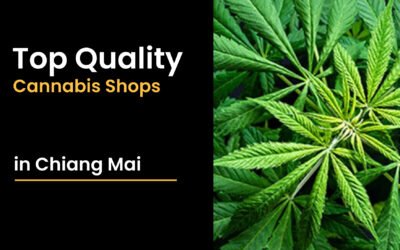Top Quality Cannabis Shop in Chiang Mai